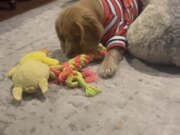 Puppy Enjoys Playing With Her Stuffed Toys