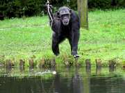 Chimpanzee Use Stick to Retrieve Apple From Pond