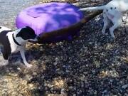 Dogs Refuse to Let go of Log After Fetching It
