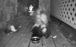 Possum Bites Skunk to Get Food