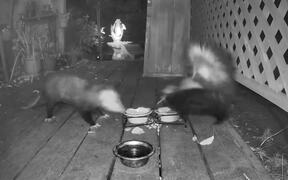 Possum Bites Skunk to Get Food
