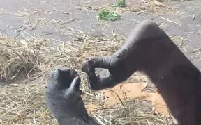 Gorilla Plays With Little Rat