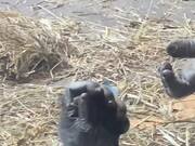 Gorilla Plays With Little Rat