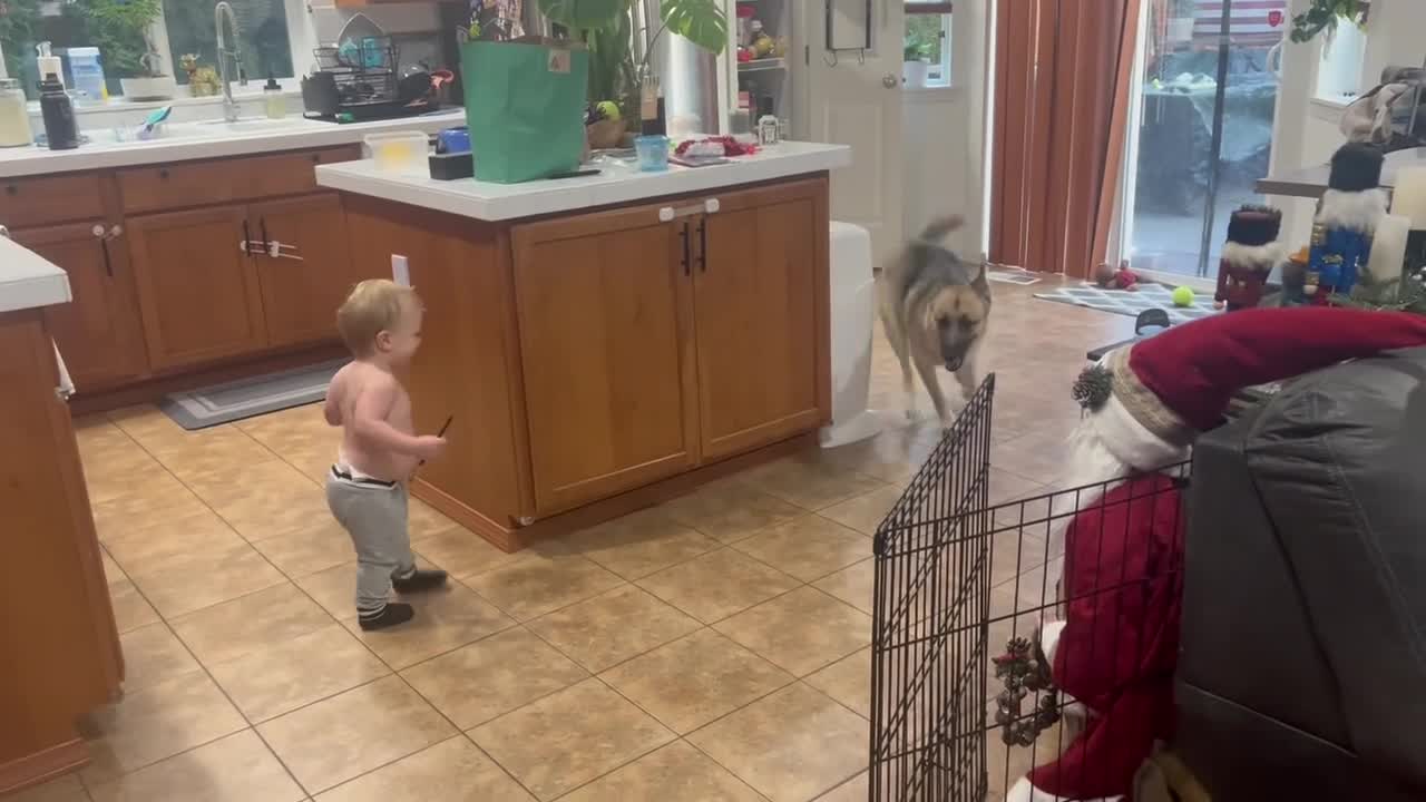 German Shepherd Plays Peekaboo With Toddler