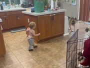 German Shepherd Plays Peekaboo With Toddler