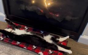 Cat Lays Outstretched Next to Fireplace