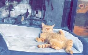 Orange Cat Enjoys Nap in Bed Near Fireplace