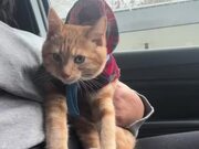 Red Cat Screams for Pup Cup While Sitting in Car