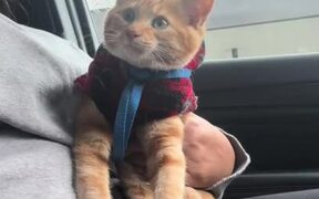 Red Cat Screams for Pup Cup While Sitting in Car