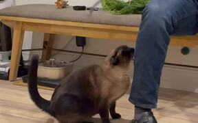 Siamese Cat Loves Getting Spanked by Spatula