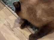 Siamese Cat Loves Getting Spanked by Spatula