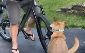 Dog Does Not Let Owner Ride His Bike