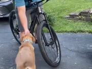 Dog Does Not Let Owner Ride His Bike