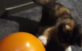 Balloon Bursts While Kitten Plays With It