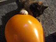 Balloon Bursts While Kitten Plays With It