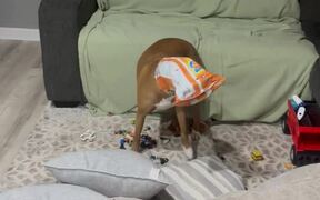 Dog Gets Her Head Stuck in Packet of Chips