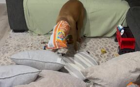 Dog Gets Her Head Stuck in Packet of Chips