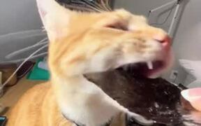Cat Enjoys Crunching Seaweed