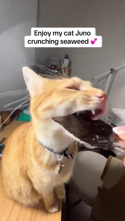 Cat Enjoys Crunching Seaweed