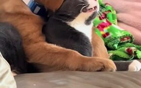 Puppy Gnaws on Cat's Head While Sitting on Couch