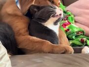Puppy Gnaws on Cat's Head While Sitting on Couch