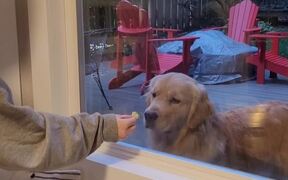 Dog Tries to Grab Treat Through Glass Window