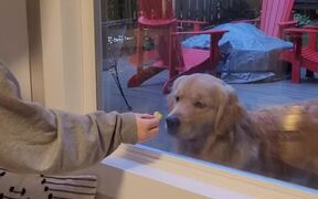 Dog Tries to Grab Treat Through Glass Window