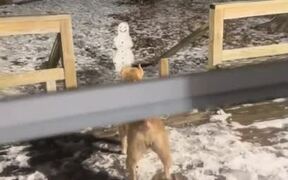 Dogs Afraid of Snowman Refuse to Head Out