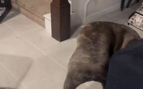 Corso/Pitbull Mix Chases His Own Tail