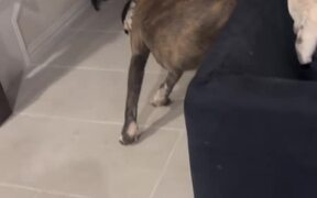Corso/Pitbull Mix Chases His Own Tail