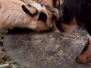 Nigerian Dwarf Goats Eat Food Together at Farm