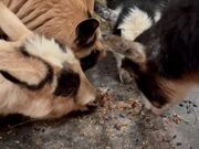 Nigerian Dwarf Goats Eat Food Together at Farm