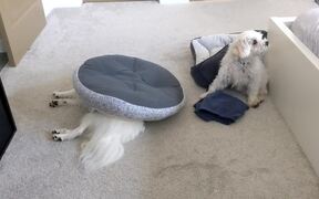 Shih Tzu Flips Bed Onto Sleeping Dog