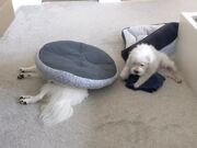 Shih Tzu Flips Bed Onto Sleeping Dog