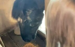 Little Girl Wants to Give Pet Horse a Bath