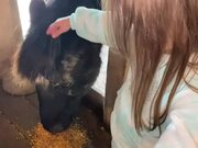 Little Girl Wants to Give Pet Horse a Bath