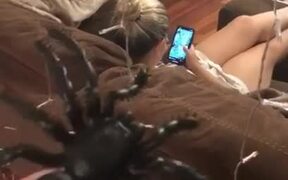 Woman Scares Roommate With Toy Spider