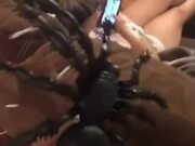 Woman Scares Roommate With Toy Spider