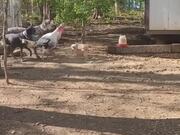Dogs Bark at Turkeys to Stop Them From Fighting