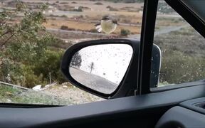 Wagtail Attacks Its Own Reflection in Car Mirror
