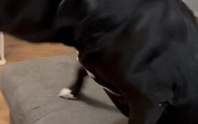 Puppy Tries to Catch Her Tail