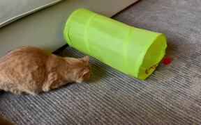 Person Watches Cat Play With Nylon Tunnel