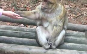 Girl Feeds Monkey at Sanctuary in France
