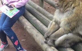 Girl Feeds Monkey at Sanctuary in France