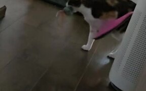 Cat Keeps Meowing 