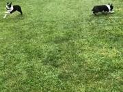 Boston Terrier Siblings Get Zoomies