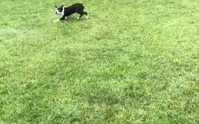 Boston Terrier Siblings Get Zoomies