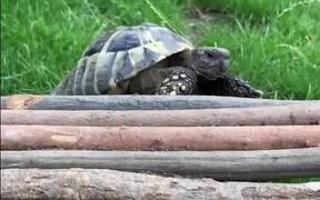 Person Watches Tortoise Explore Their New Home