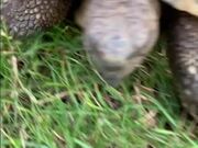 Person Watches Tortoise Explore Their New Home