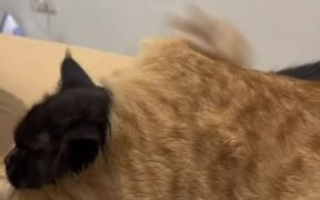 Cat Lays Down on Another Cat's Back